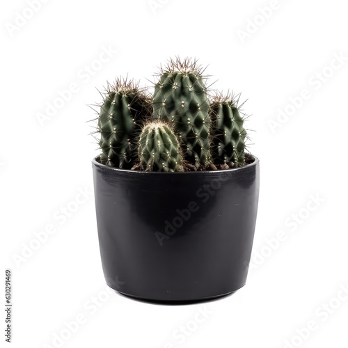 cactus in pot isolated on white