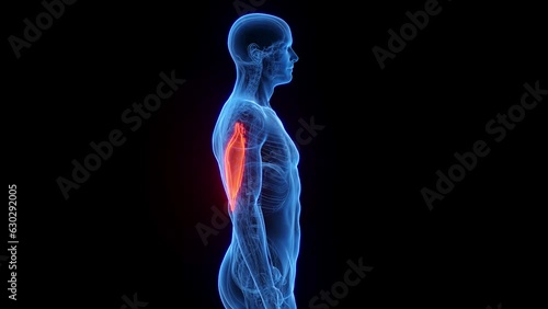 Animation of a man's triceps
