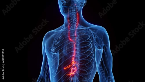 Animation of a man's vagus nerves
