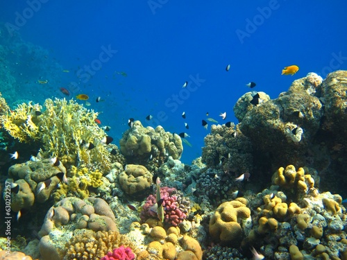 View on the tropical coral reef with swimming fish, blue ocean. Marine life in the shallow sea, underwater photography. Vivid aquatic wildlife and healthy reef. Undersea ecosystem.