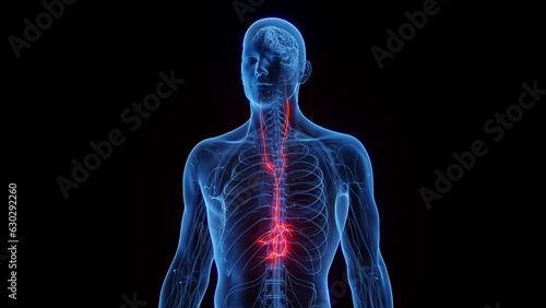 Animation of a man's vagus nerves photo