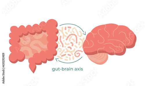 Gut-brain axis and microbiome concept. Enteric nervous system in human body, small and large intestine. Signals from brain to digestive tract. Colon, bowel and cerebrum flat vector illustration