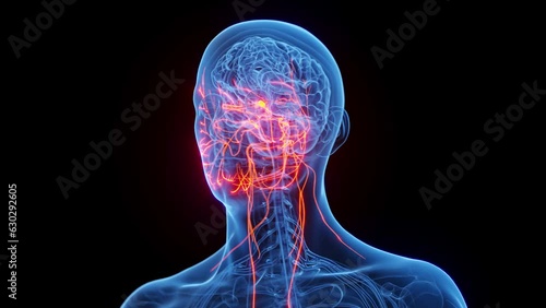 Animation of a man's cranial nerves