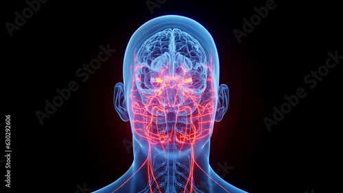 Animation of a man's cranial nerves photo