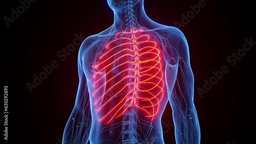 Animation of a man's intercostal nerves photo