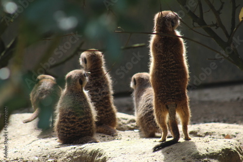 animaux