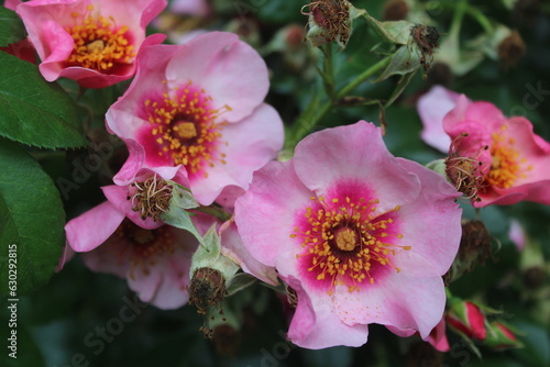 fleurs