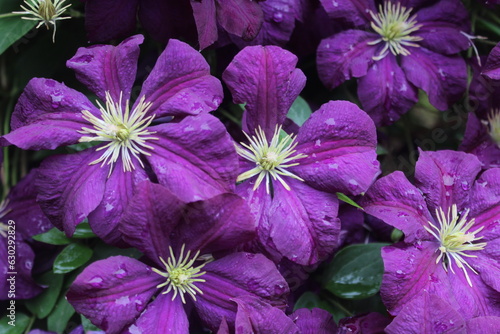 fleurs violette