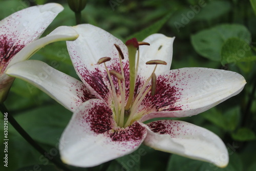 fleur