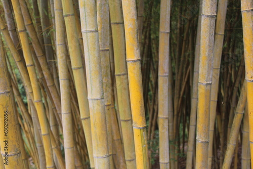 bambou jaune
