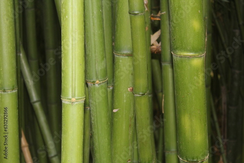 Fototapeta Naklejka Na Ścianę i Meble -  bambou
