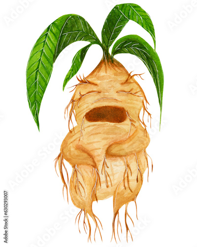 Watercolor magic mandrake root with green leaves isolated on white background. For various products, Halloween, etc.