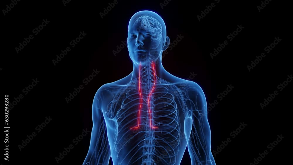 Animation of a man's phrenic nerves Animation of a man's phrenic nerves