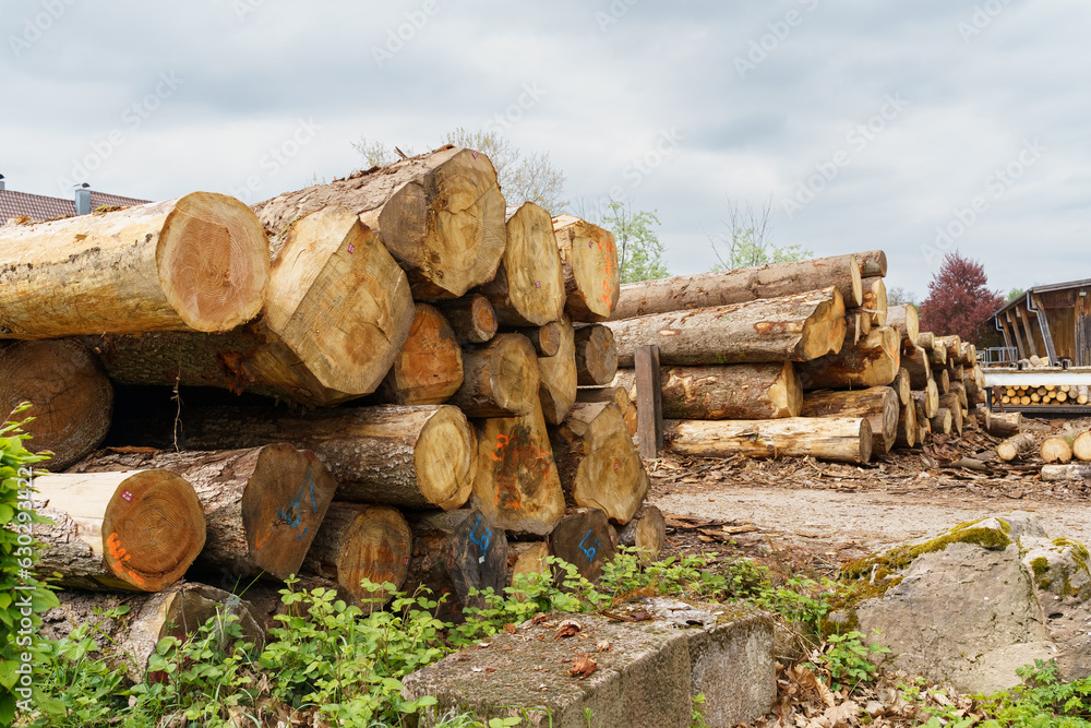 Freshly sawn logs at the sawmill are sorted into groups.