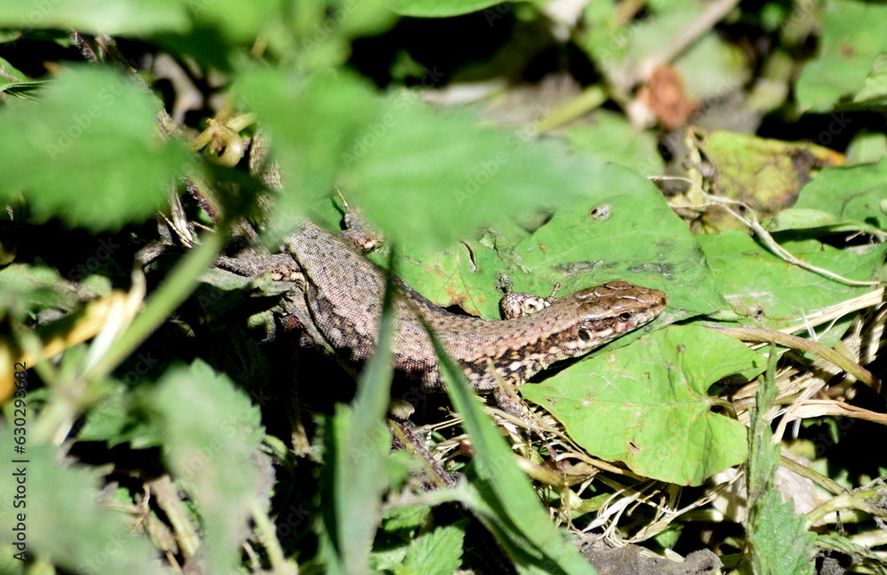 Italian wall lizard