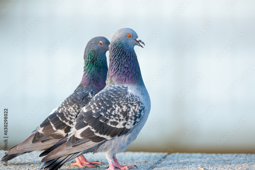 Fototapeta premium Rock dove(Columba livia)