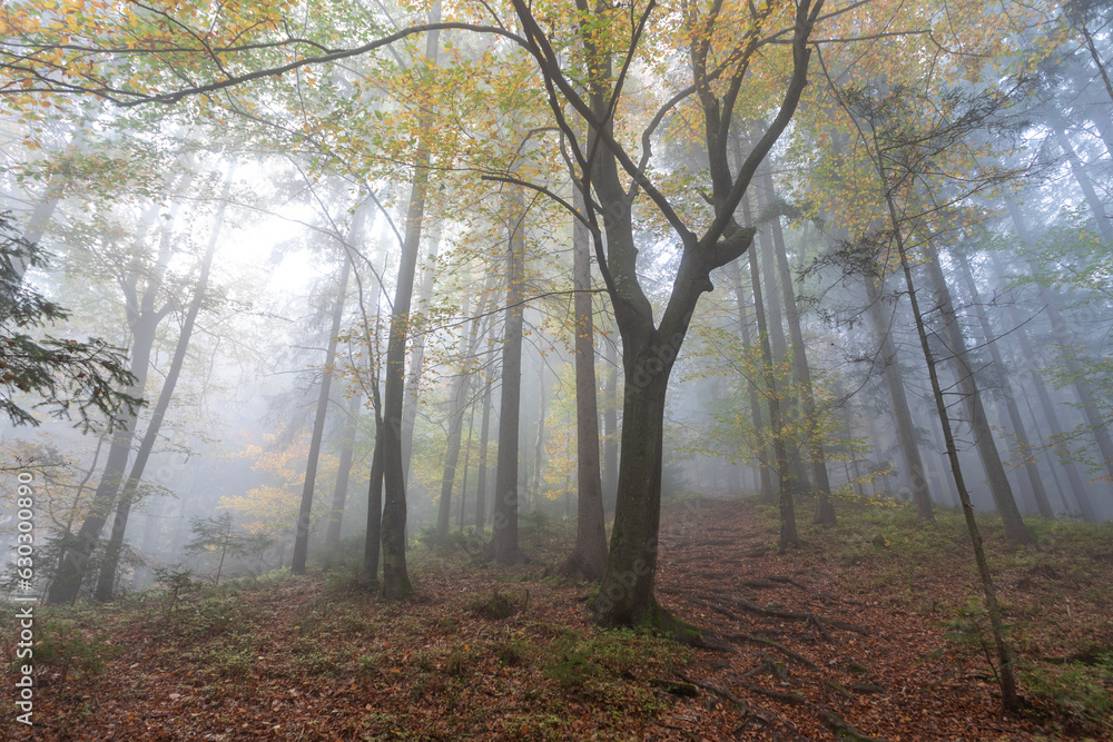 A beautiful foggy autumn forest with a fairy tree.