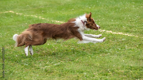 Dog breed Scottish Shepherd Collie catches a ball on a green field 