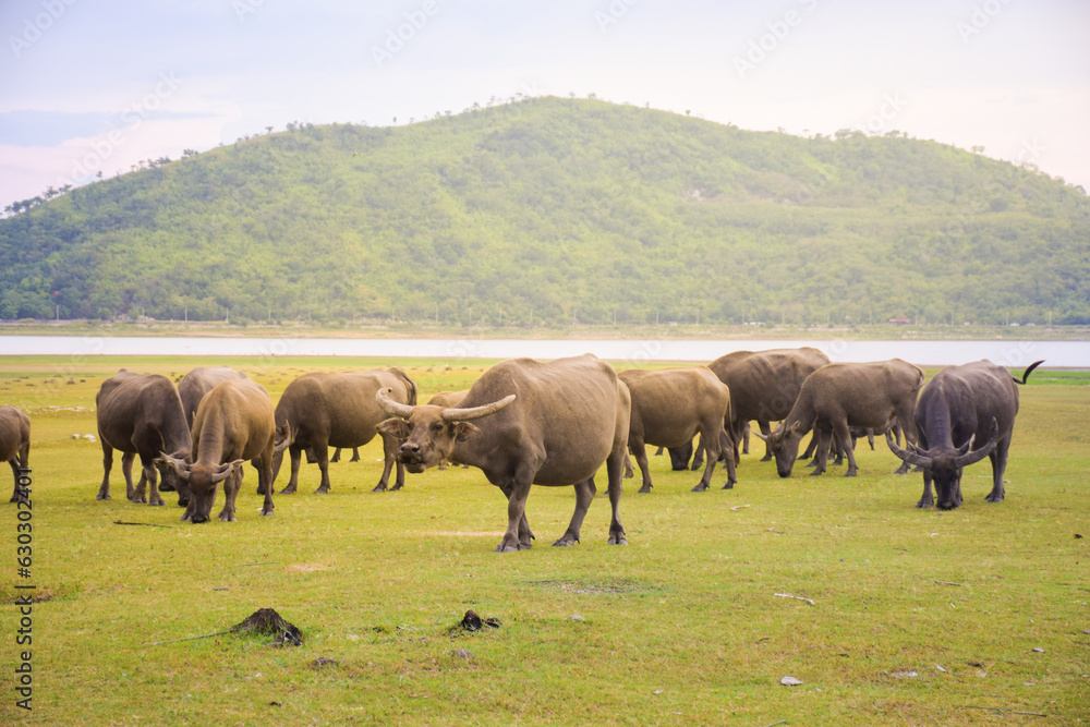 buffalo outdoor farm with field nature background buffalo outdoor farm with field nature background