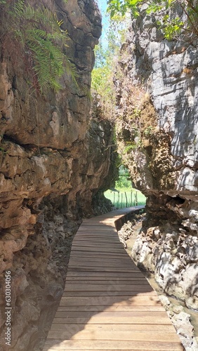 bridge in the forest