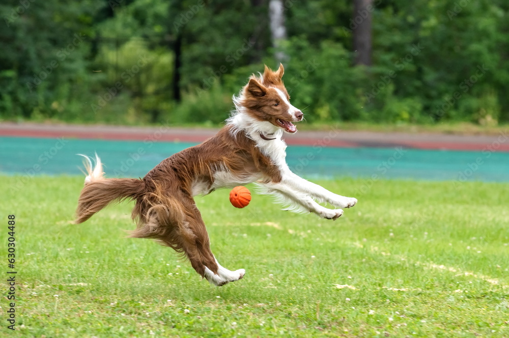 Dog breed Scottish Shepherd Collie catches a ball on a green field
