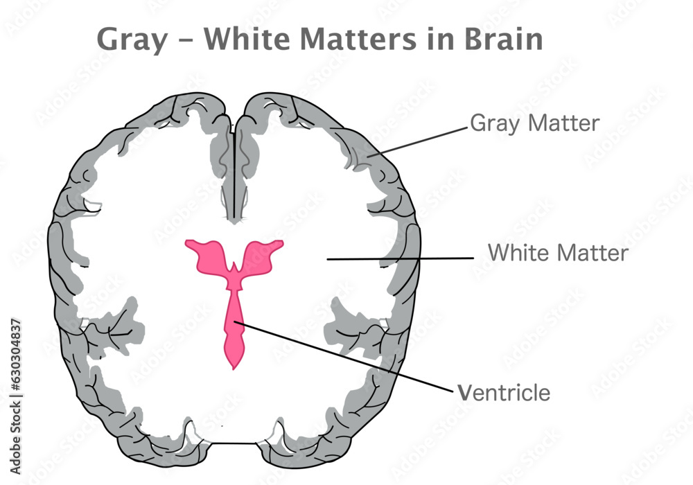 Gray, white matter, ventricle in human brain. Cross section anatomy. Gray tissue in cerebellum, cerebrum, and brain stem. White composed of bundles of axons. Top view. Illustration vector - obrazy, fototapety, plakaty 
