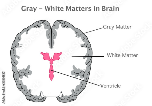 Gray, white matter, ventricle in human brain. Cross section anatomy. Gray tissue in cerebellum, cerebrum, and brain stem. White composed of bundles of axons. Top view. Illustration vector