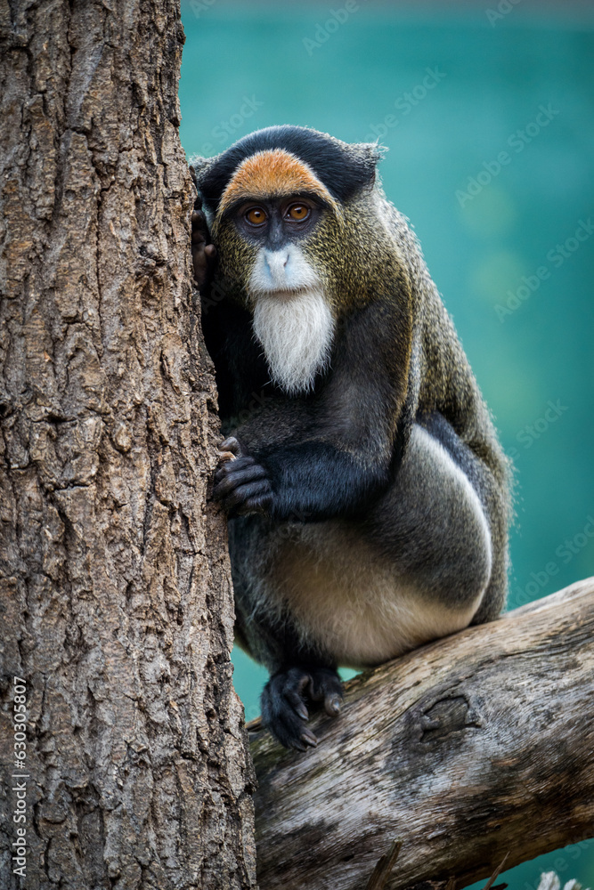 Fototapeta premium De Brazza's Monkey in nature park