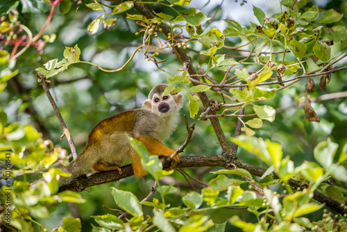 Squirrel monkeys in the nature park