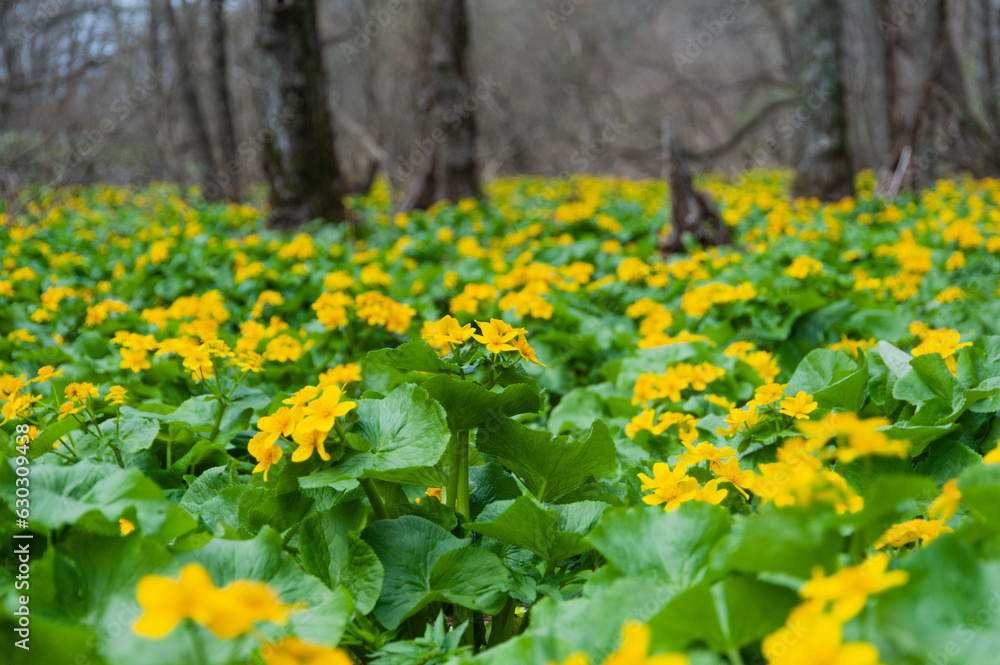 Obraz premium ヤチブキ生い茂る厚沢部の山里