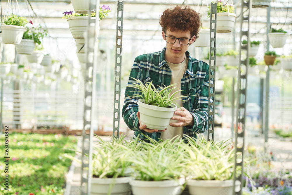 Plants in the pots. Young man with curly hair and in glasses is in greenhouse Plants in the pots. Young man with curly hair and in glasses is in greenhouse