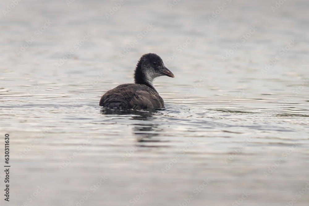 Fototapeta premium one young chick coot (Fulica atra) swims on a reflecting lake