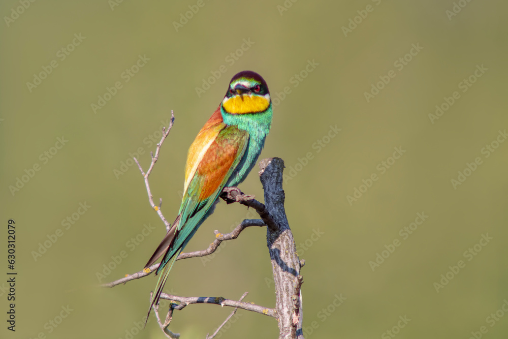 Obraz premium oe colorful bee-eater (Merops apiaster) sits on a branch and looks for insects