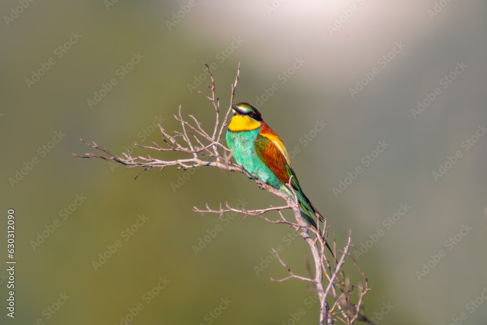 oe colorful bee-eater (Merops apiaster) sits on a branch and looks for insects oe colorful bee-eater (Merops apiaster) sits on a branch and looks for insects