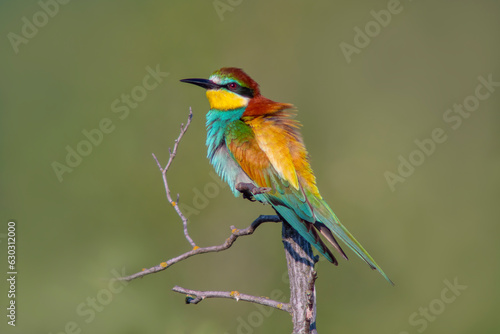 oe colorful bee-eater (Merops apiaster) sits on a branch and looks for insects © Mario Plechaty