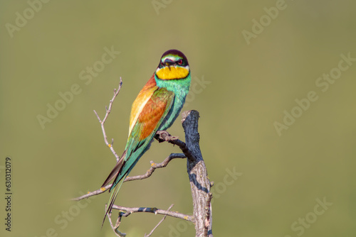 oe colorful bee-eater (Merops apiaster) sits on a branch and looks for insects