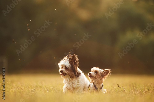 Two little cute dogs are sitting on the field at summer time