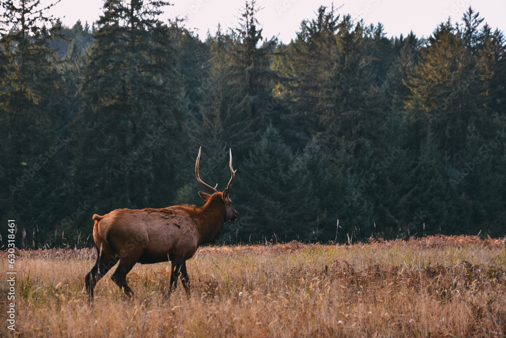 elk in its natural environment in california elk in its natural environment in california