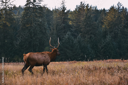 elk in its natural environment in california