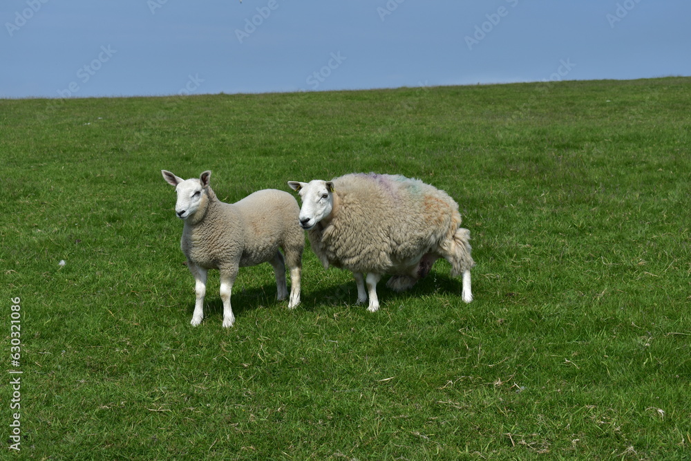 Obraz premium cURIOUS SHEEPS