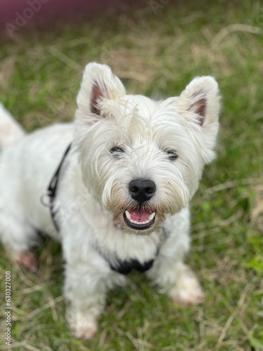 Westie 