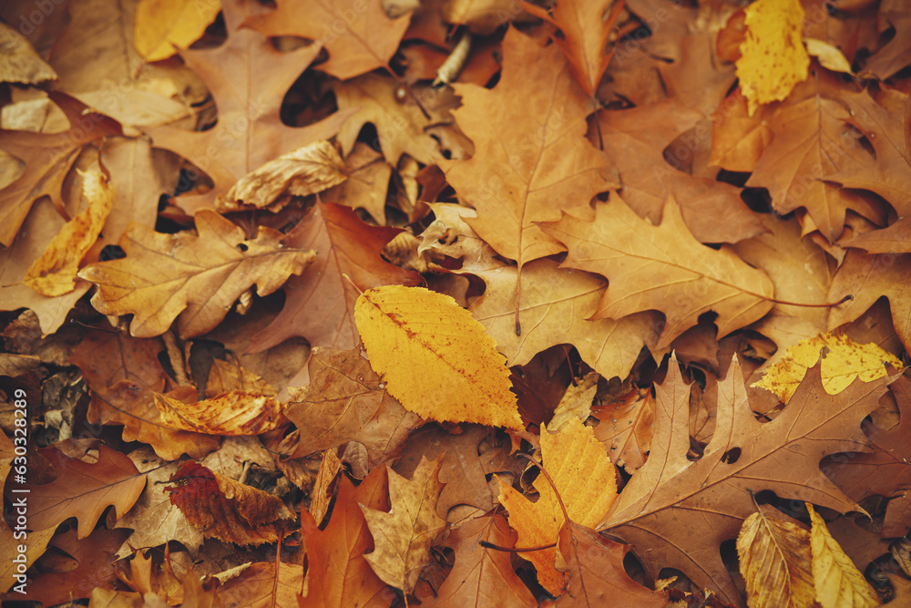 Autumn leaves background top view. Hello Fall! Oak brown and yellow leaves in warm moody autumn woods. Fall wallpaper and banner Autumn leaves background top view. Hello Fall! Oak brown and yellow leaves in warm moody autumn woods. Fall wallpaper and banner