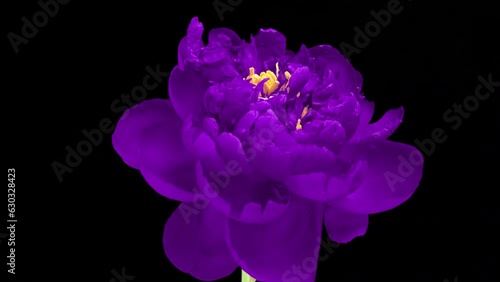 A beautiful crimson peony blooms on a black background. Time lapse, close-up. Wedding background, Valentine's day concept. Timelapse video 4K UHD.