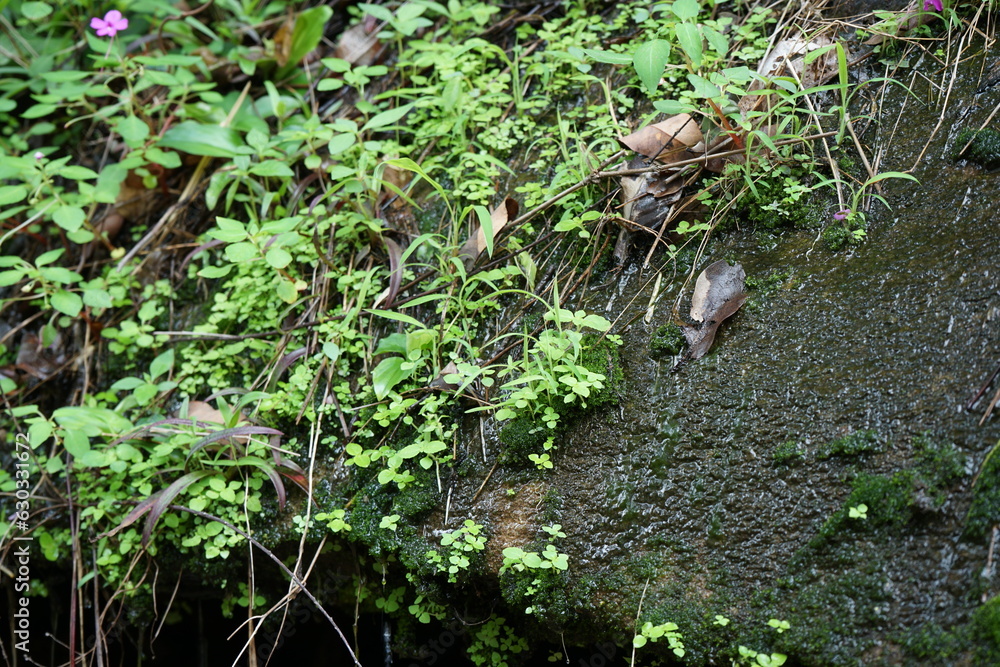 Obraz premium Moisture-rich stone background image from a waterfall.