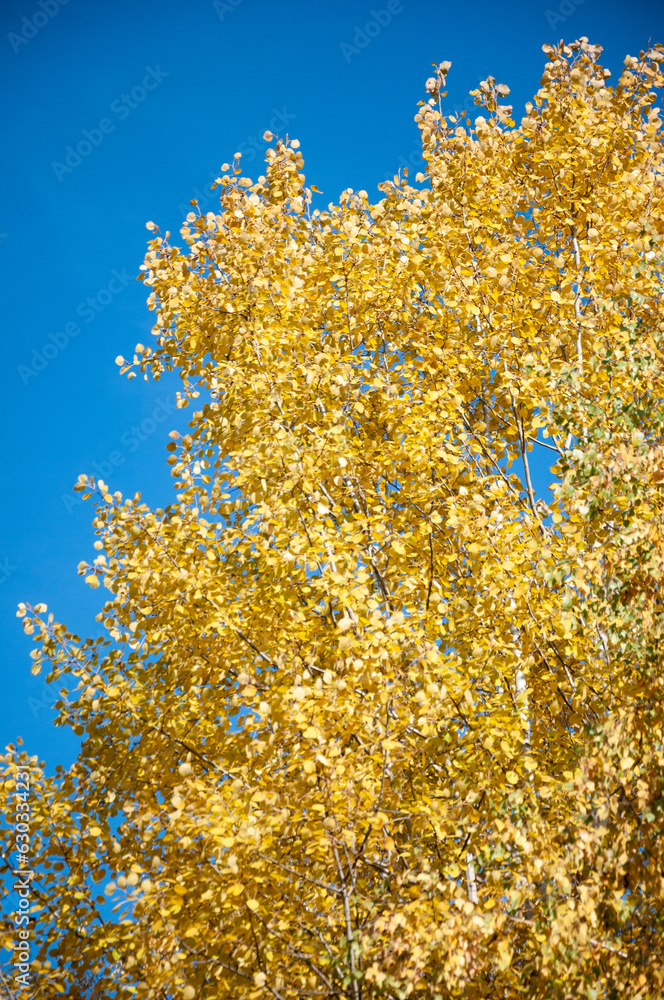 fall season. nature in forest. autumn forest. nature in fall season. autumnal season in the park. seasonal leaves and trees. natural landscape in autumn. autumn beauty of nature. fall leaves fall season. nature in forest. autumn forest. nature in fall season. autumnal season in the park. seasonal leaves and trees. natural landscape in autumn. autumn beauty of nature. fall leaves