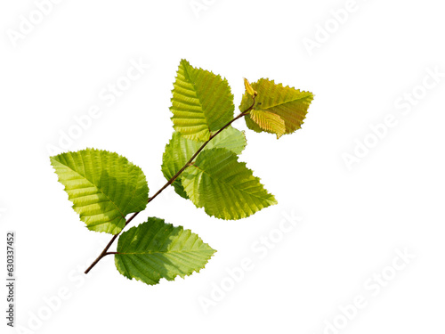 Leaves of the European or common hornbeam (Carpinus betulus), a species of tree in the Betulaceae, native to Western Asia and central, eastern, and southern Europe.