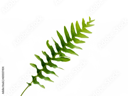 Polypodium is a genus of ferns in the family Polypodiaceae, subfamily Polypodioideae. The genus is widely distributed throughout the world, with the highest species diversity in the tropics.  photo