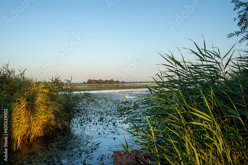 View of the lake and the reeds on the shore.