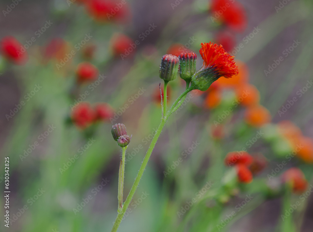 Beautiful close-up of an emilia coccinea flower Beautiful close-up of an emilia coccinea flower