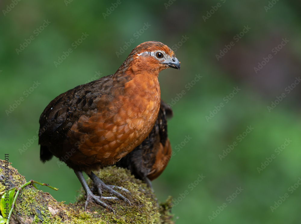 The Colombian Endemic, Chesnut Wood Quail The Colombian Endemic, Chesnut Wood Quail